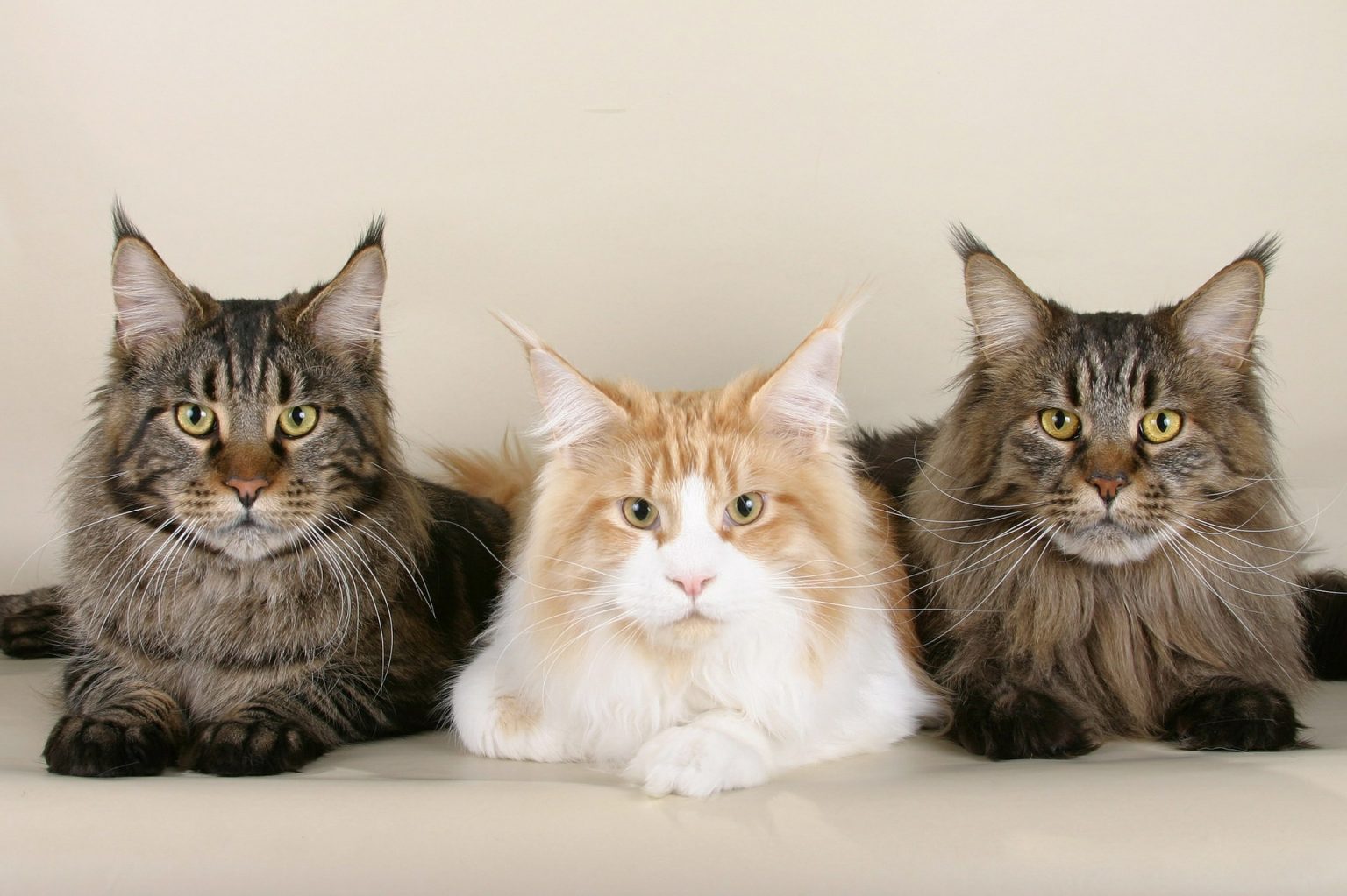 Maine Coon Katze