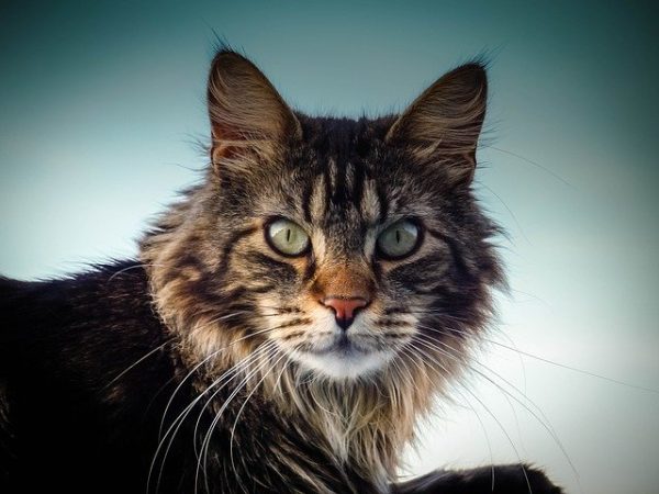 Maine Coon - Die XXL Katze - Elitekatzen