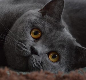 Bild einer BKH Katze blau mit bernsteinfarbenen Augen, Bilde av en blå BKH-katt med ravfargede øyne