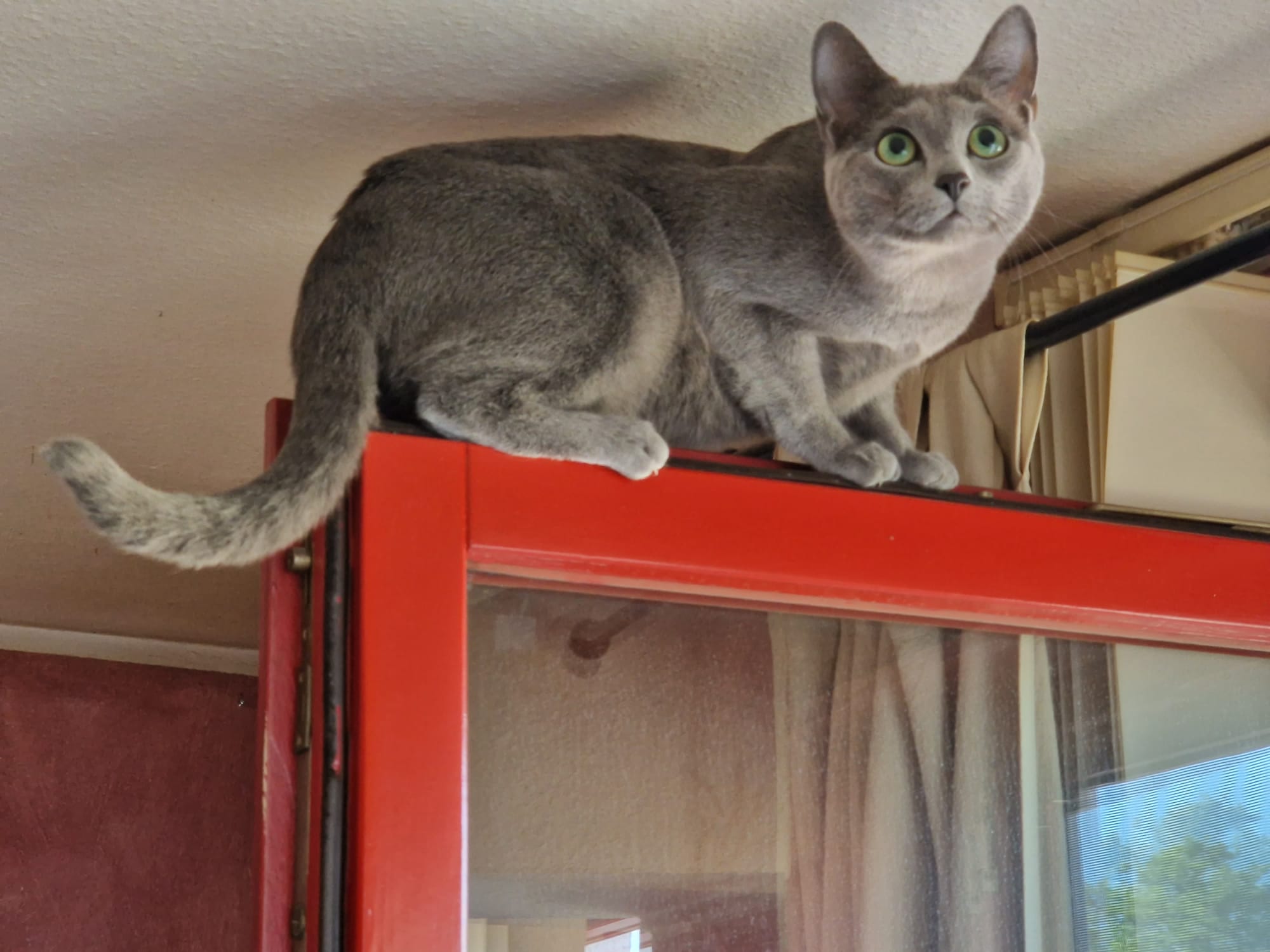 Katze balanciert auf Fenster