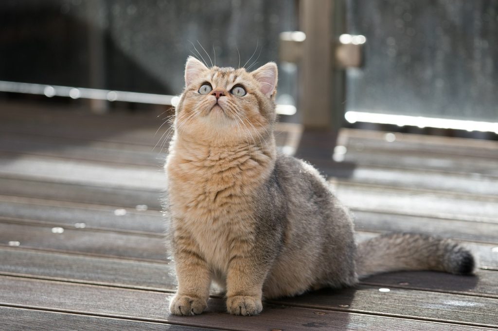 Bild eine BKH Katze , Bilde av en BKH-katt