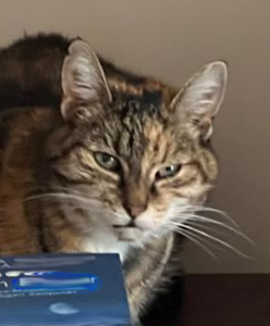 La Luna, eine erschöpfte Freigänger-Katze, liegt mit halb geschlossenem Auge – stiller Hinweis auf innere Anspannung und beginnende Stoffwechselblockade.